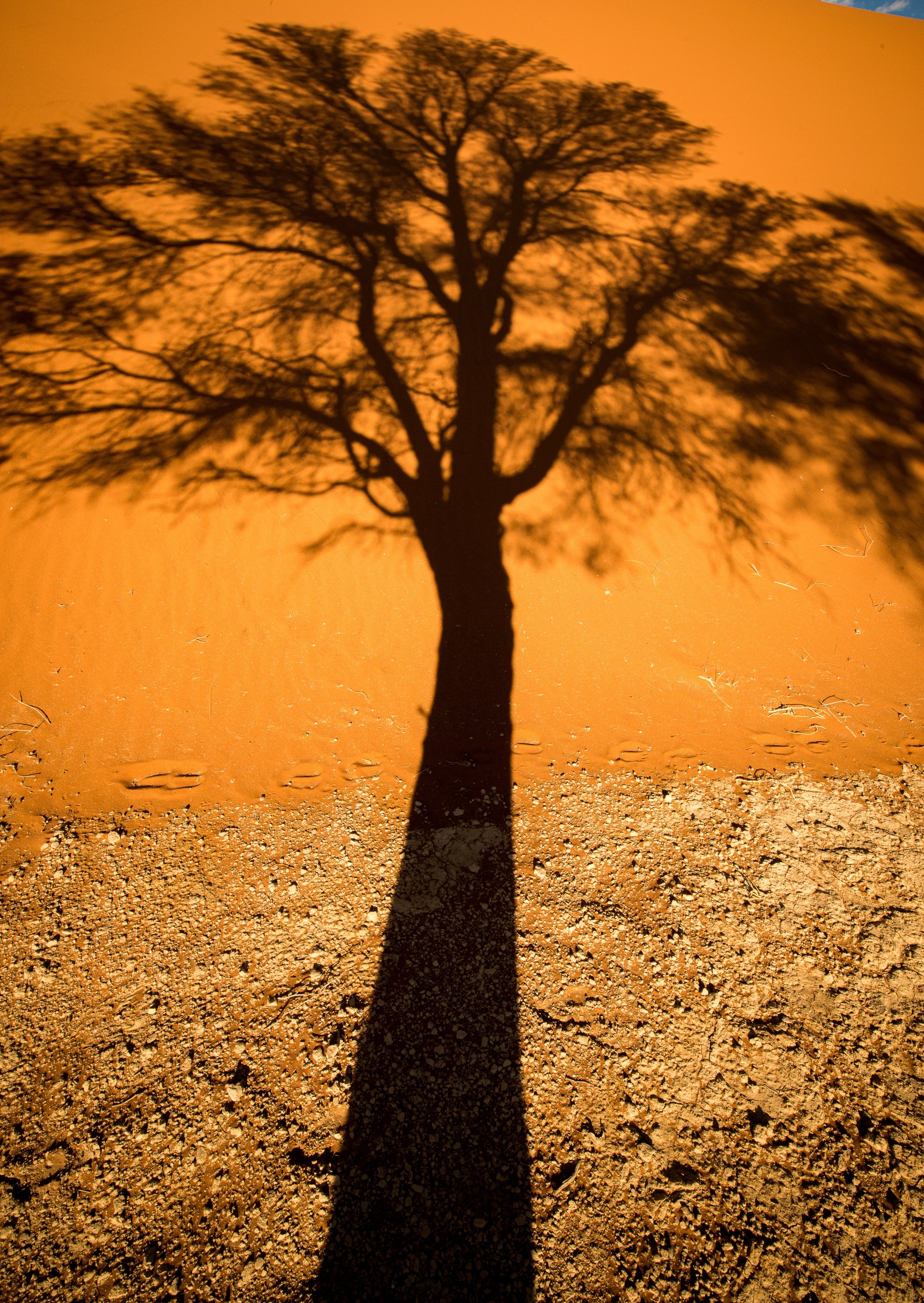 Desert Palm