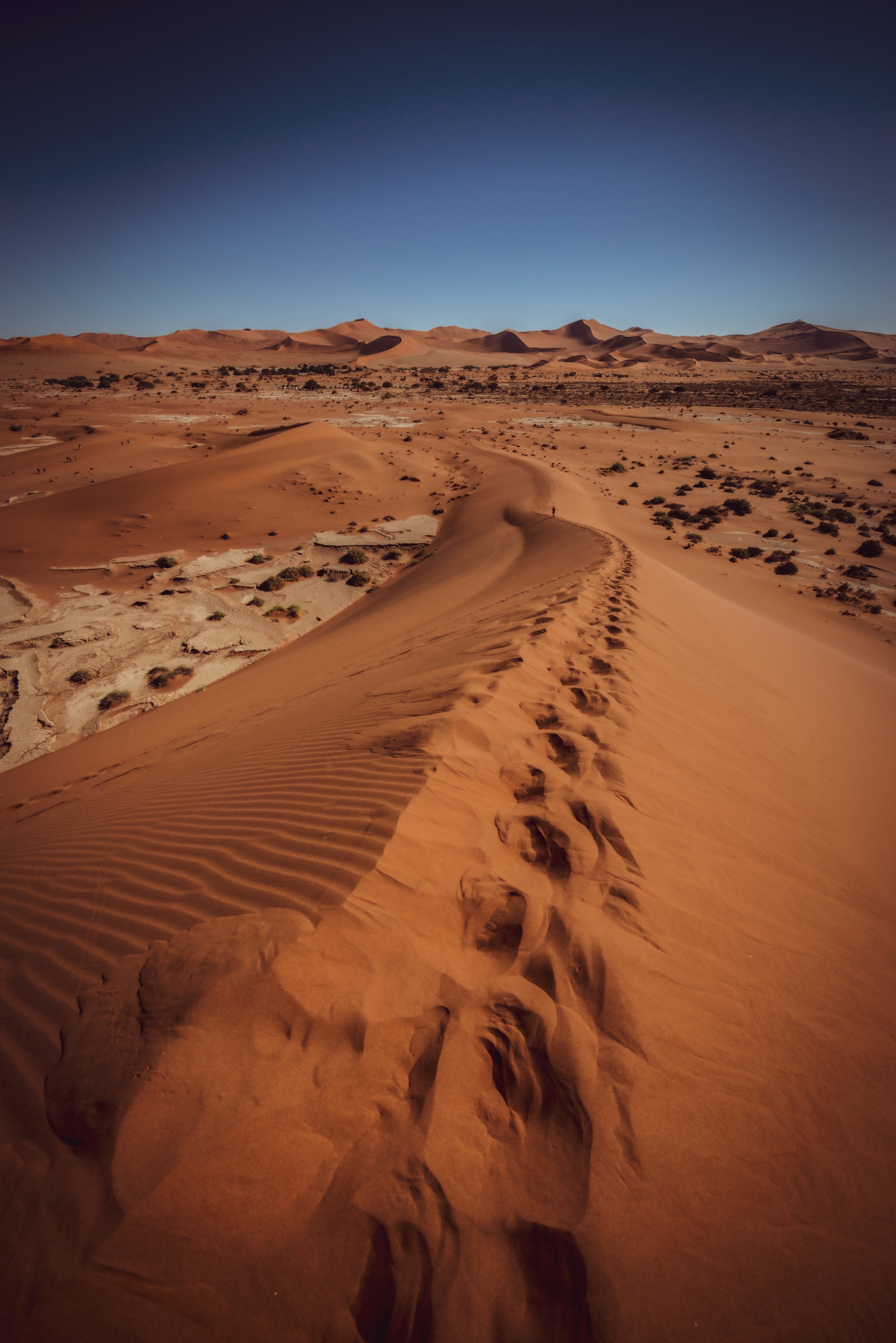 Desert Spine
