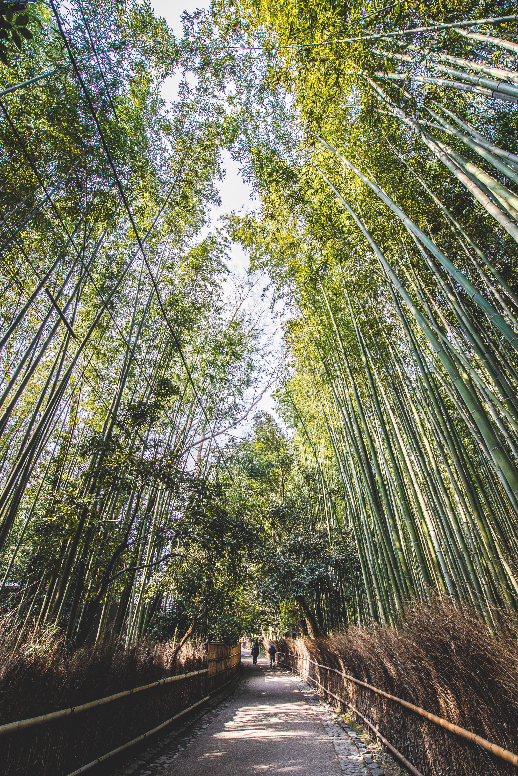 Bamboo Path