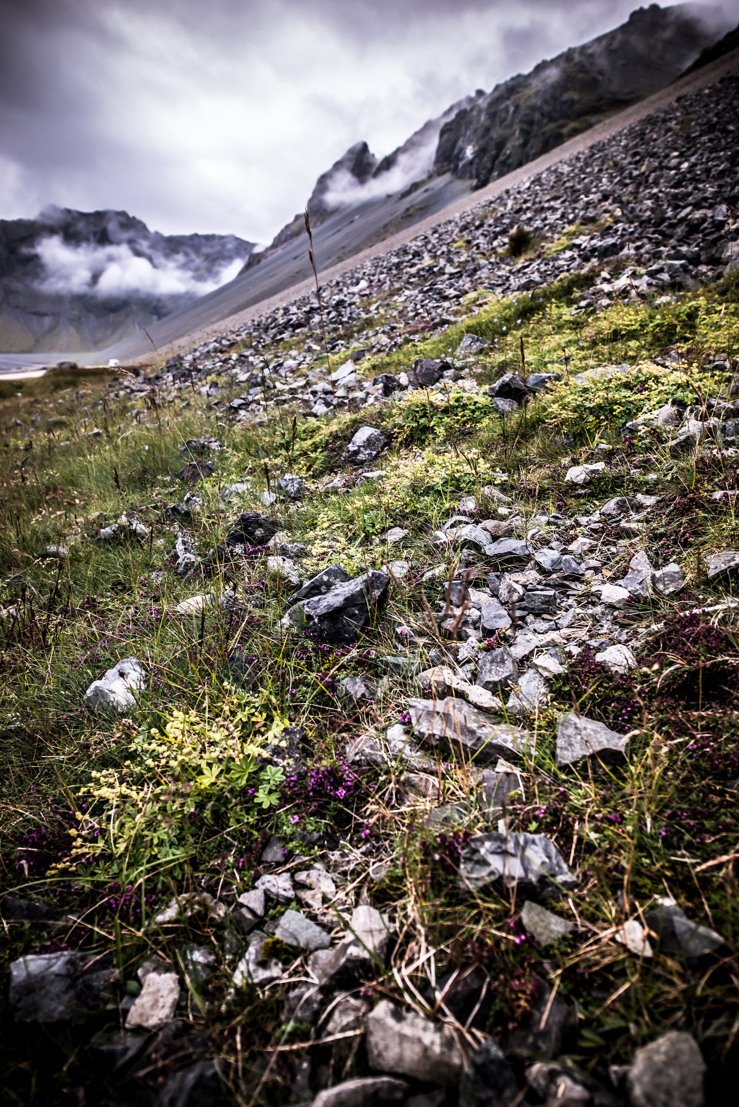 Talus