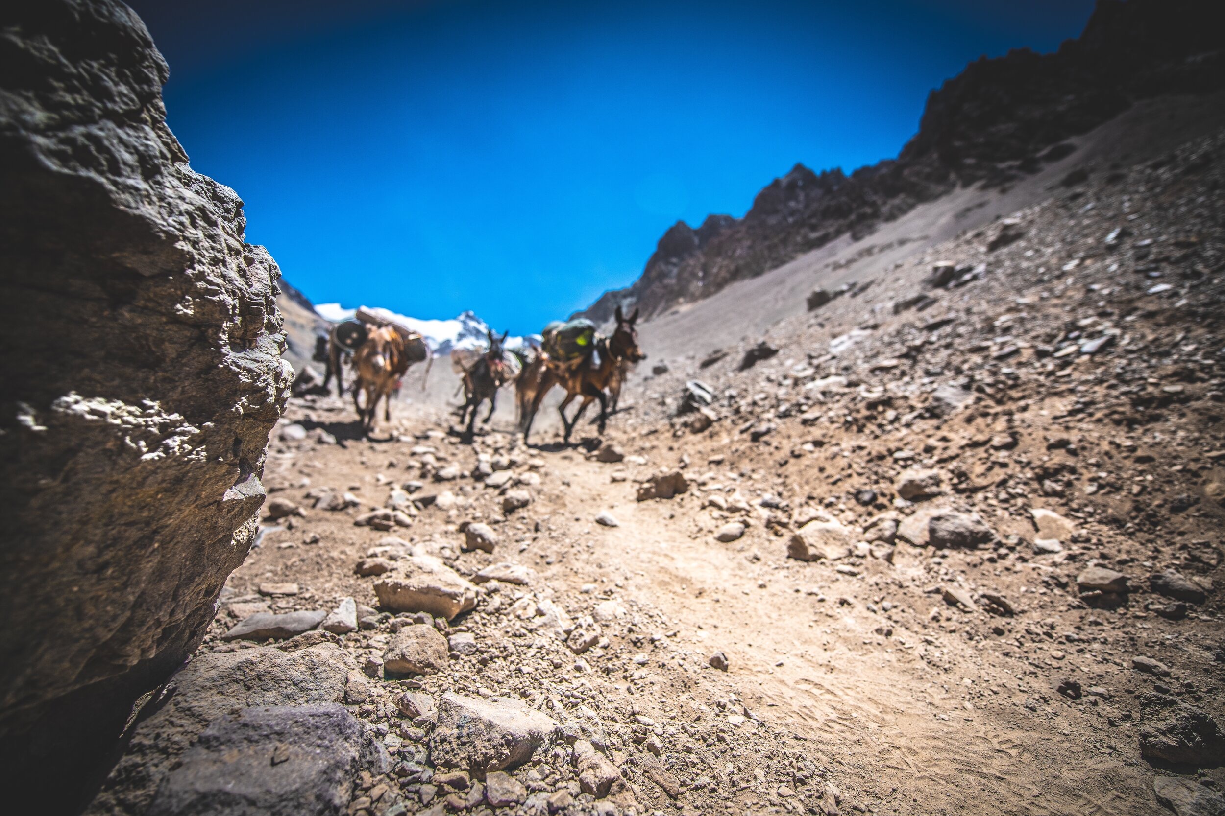 Beasts of Burden