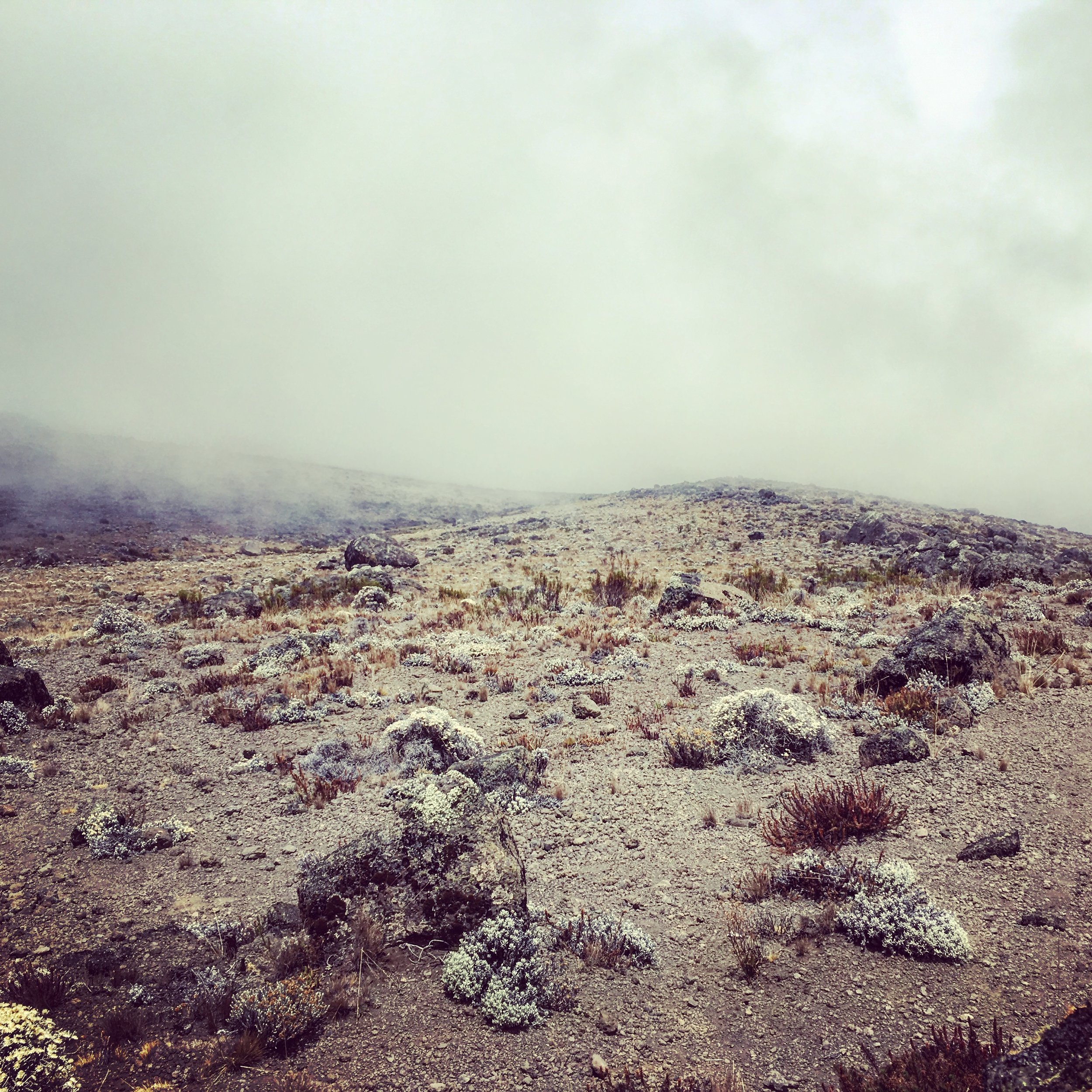 Into the Mist