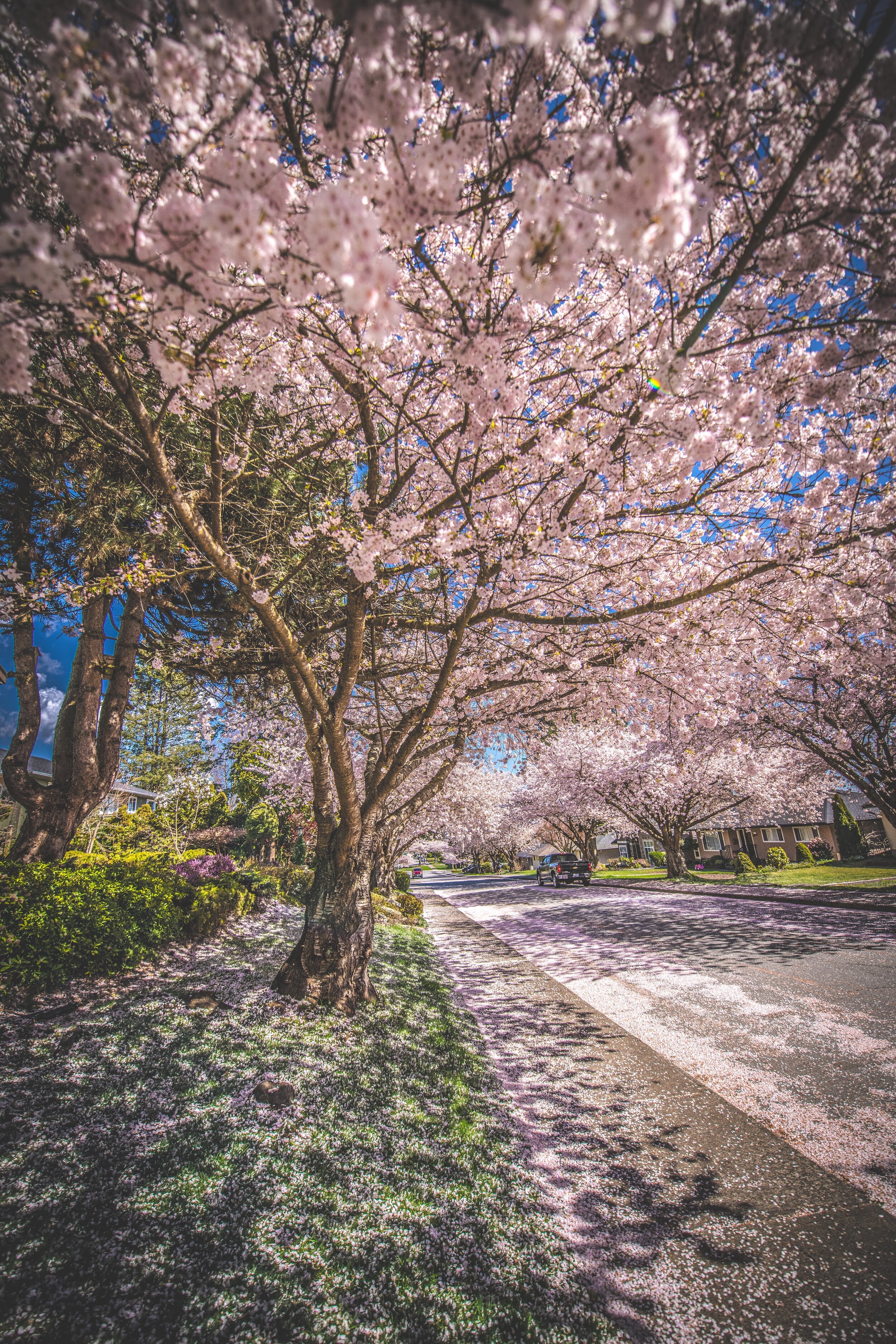 Pink Pavement