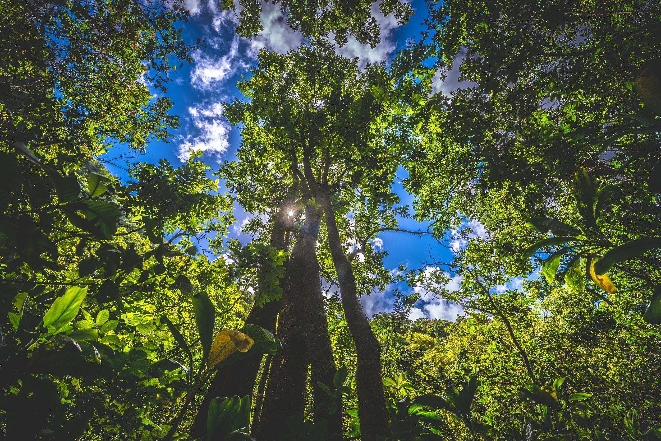 Tree of Life