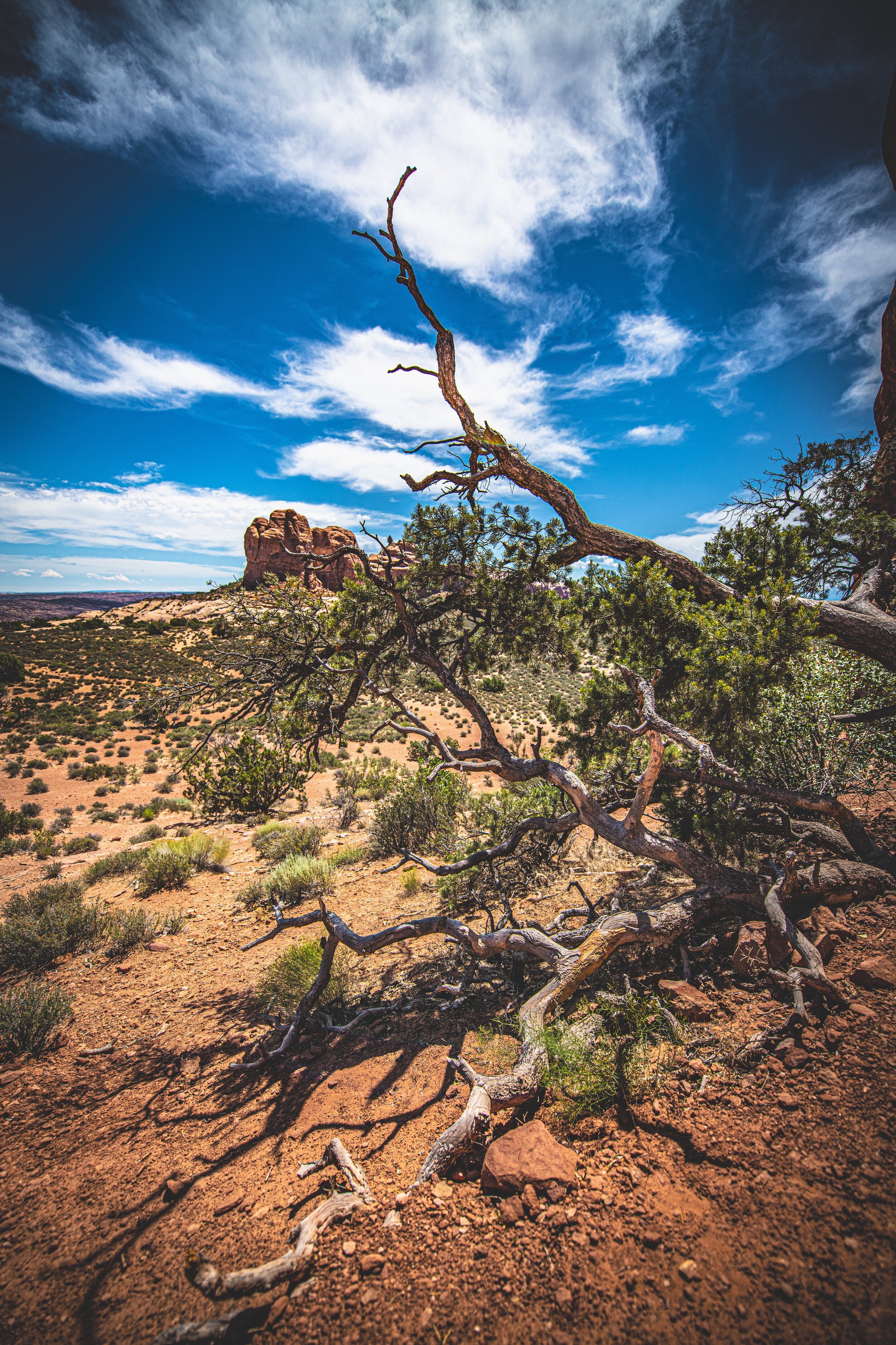Twisted Juniper