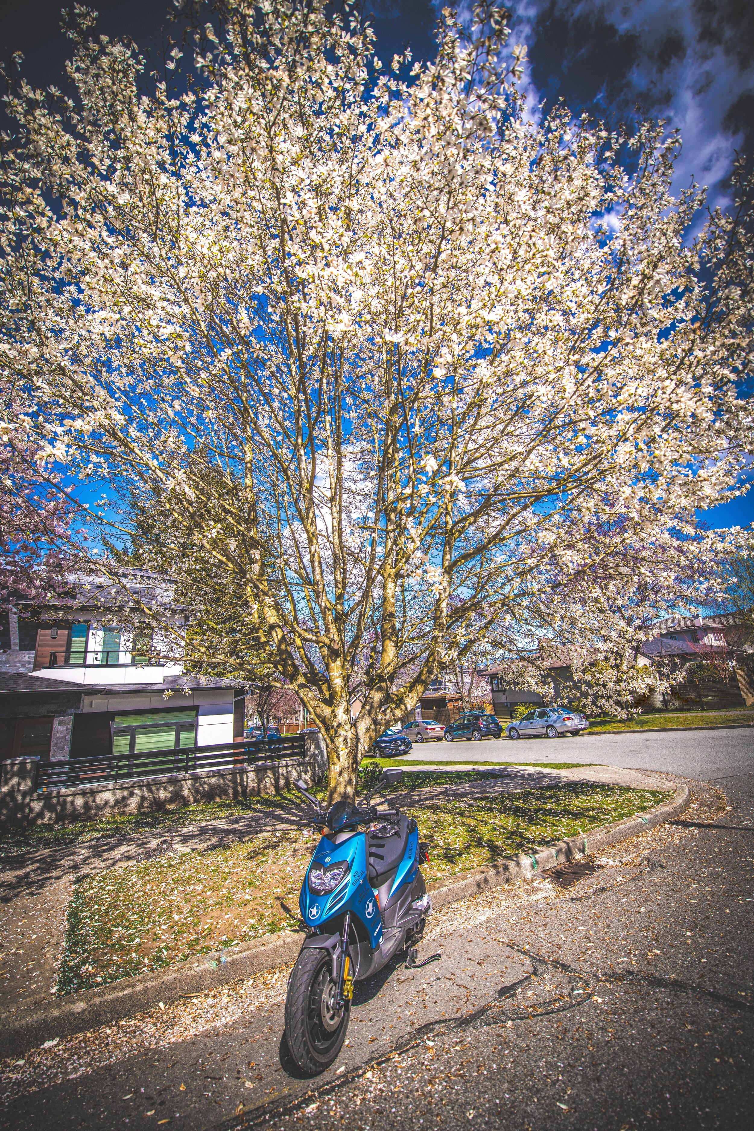 Under the Blossoms