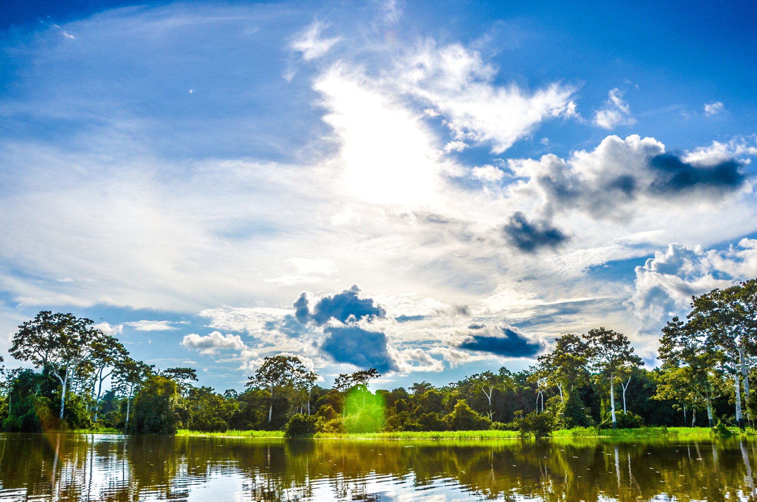 Jungle Mirror